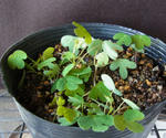 130422smithii.jpg