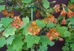 130422moritianum.jpg