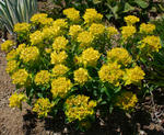 130501yuhorubia.jpg