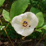 130504yamasyakuyakua.jpg