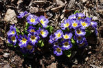 130506primula2.jpg