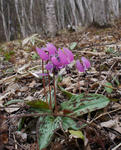 130506katakuria.jpg