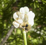 130512muskari.jpg