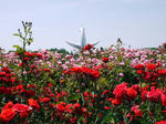 130526rosefesta.jpg