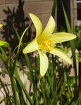 130531rhodopiala.jpg