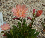 130606lewisia.jpg