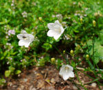 130607campanula.jpg