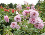 20130611.jpg