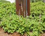 20130615nejibana.jpg