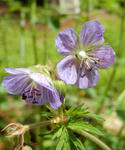 130616geranium.jpg