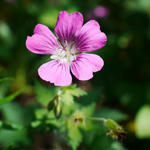130617geranium.jpg