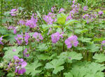 130618geranium.jpg