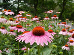 130630echinacea.jpg