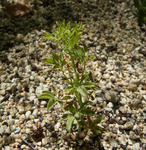 130711polyphyllum.jpg