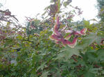 DSC04811.JPG