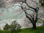 DSC00608-a.JPG