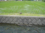 DSC05094-1.JPG
