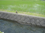 DSC05095-1.JPG