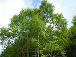 DSC00247-1.JPG