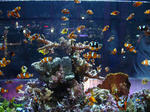 DSC00377-a.JPG