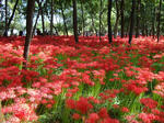 DSC00558-1.JPG