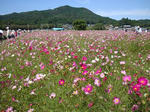 DSC00590-1.JPG
