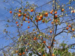 DSC00898-1.JPG