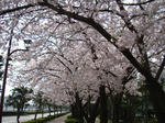 DSC02956-1.JPG