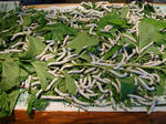 DSC03656-1.JPG