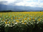DSC04086-1.JPG