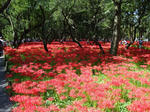 DSC00562-z.JPG