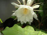 DSC04778-1.JPG