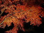 DSC05141-a.JPG