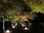 DSC05151-a.JPG