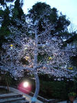 DSC05595-1.JPG