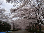 kose-sakura2.JPG