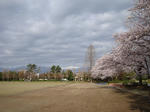 kose-sakura3.JPG
