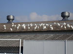 shirasagi.JPG