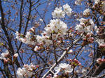 sakura1.JPG