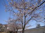 sakura2.JPG