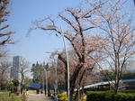 sakura-r1.jpg