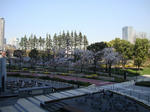 sakura-r2.jpg