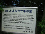 oomurasaki2.JPG
