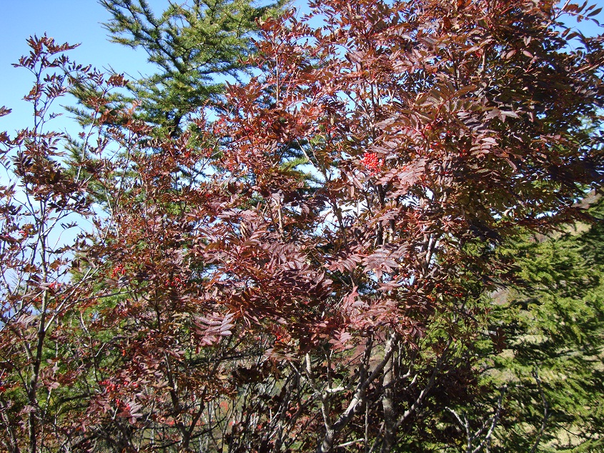 nanakamado-1.jpg