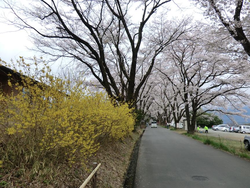 sakura-toorinuke1.JPG