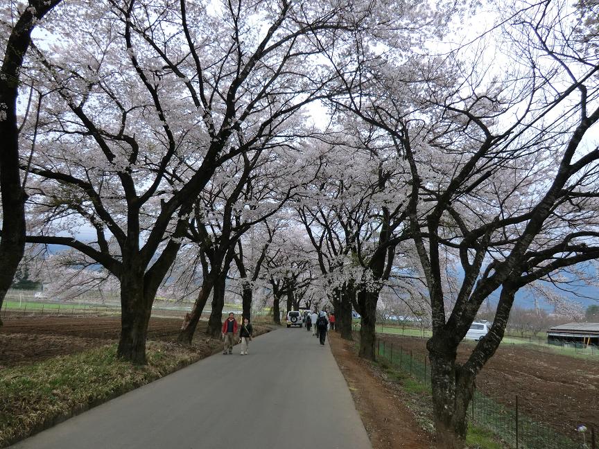 sakura-toorinuke2.JPG