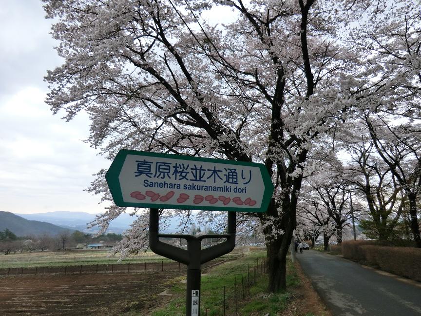 sakura-toorinuke3.JPG