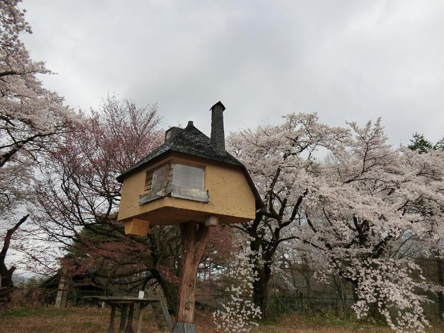 fujimori-sakura.JPG