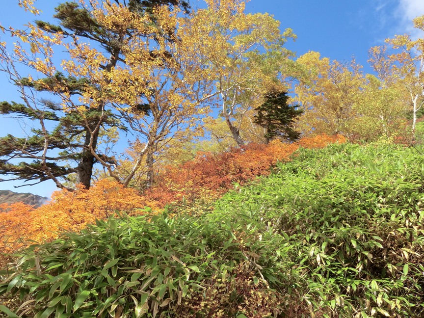 tsubakuro-3.JPG