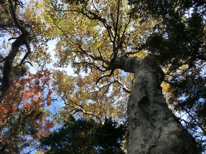 kinpu-kohyo.JPG